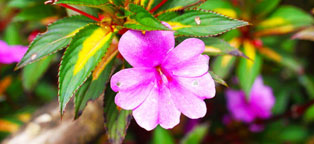 自动攻击网站工具下载